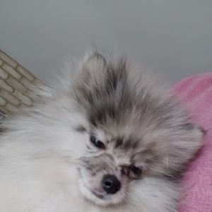 Meet your Posher, Ray